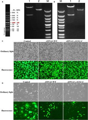 In vitro study of ATP1A3 p.Ala275Pro mutant causing alternating hemiplegia of childhood and rapid-onset dystonia-parkinsonism
